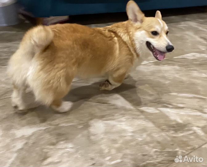 Собака корги вельш пемброк