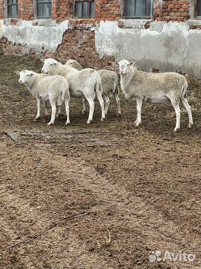 Овцы бараны Катумские