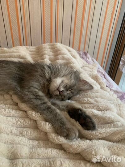 Котенок девочка