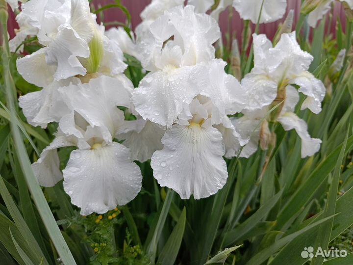 Ирисы бородатые