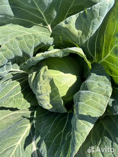 Молодая капуста 2024