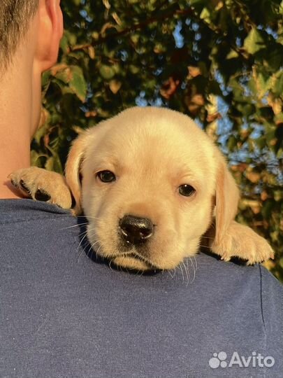 Щенки лабрадора