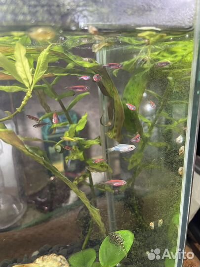 Данио-Рэрио