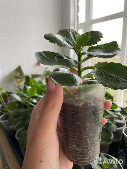 Комнатные цветы