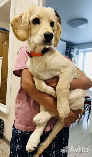 Продам лабрадора