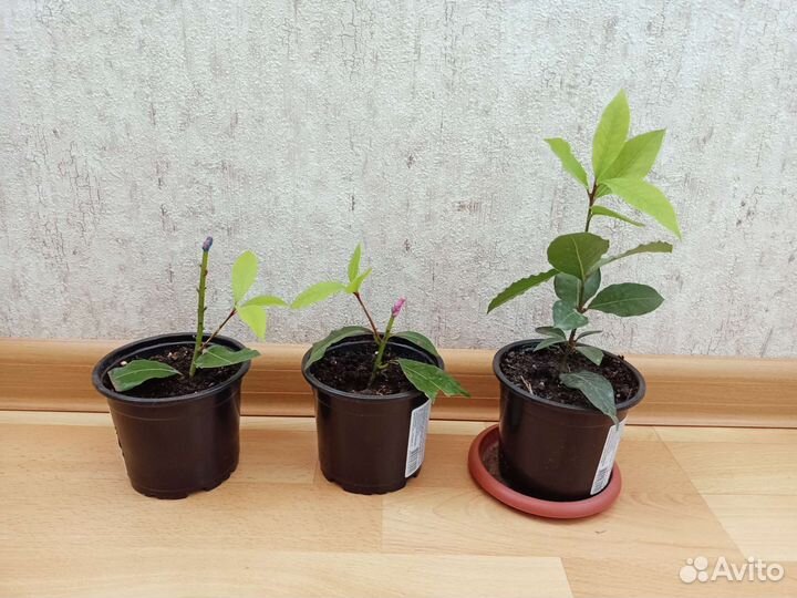 Лавровый лист