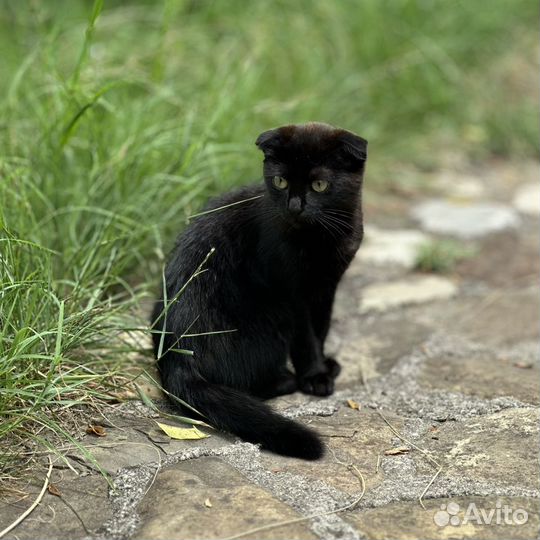 Котенок - Ваша новая вислоухая подружка ждет вас