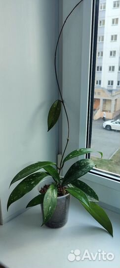 Хойя pubicalyx cv. “Silver Pink”