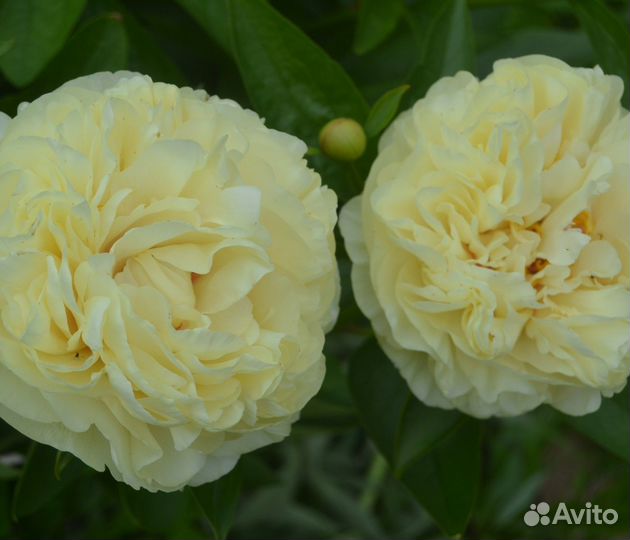 Пион Double Friend