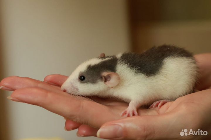 Крысы декоративные
