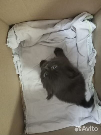 Котята в дар