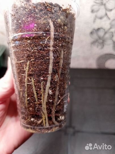 Алоказия Полли