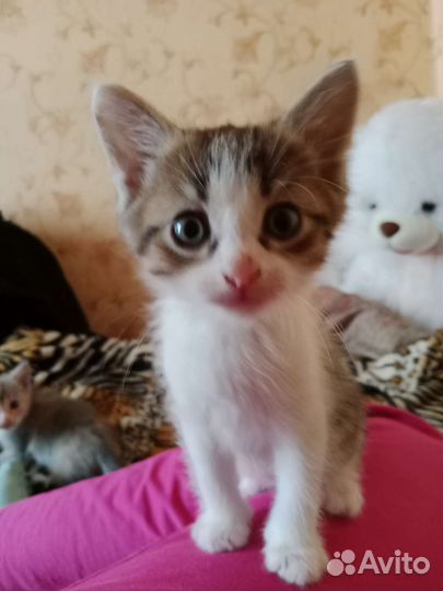 Котята в дар бесплатно