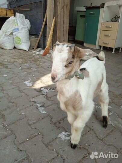 Нубийские козлята