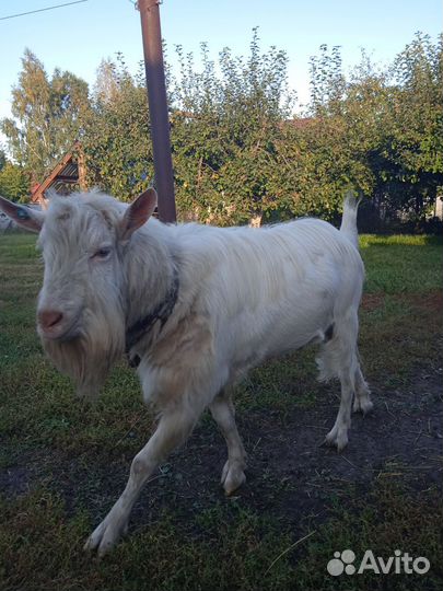 Козел зааненский