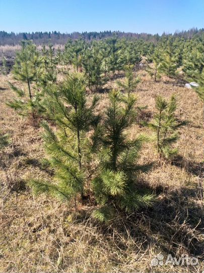 Саженцы кедра