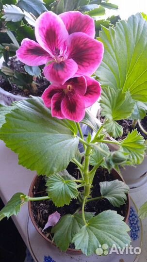 Герань пеларгония королевская