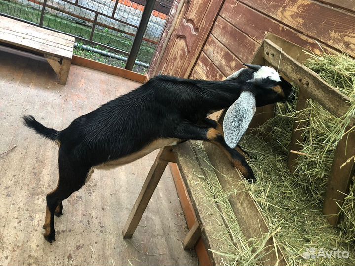 Нубийская козочка