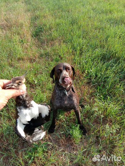 Курцхаар вязка