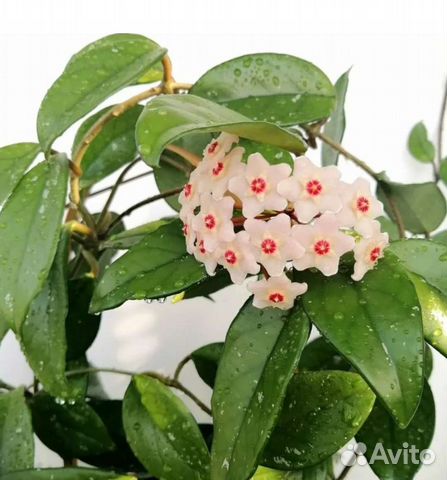 Комнатные растения хойя