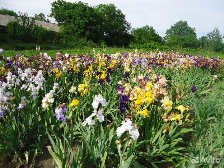 Высокие бородатые ирисы