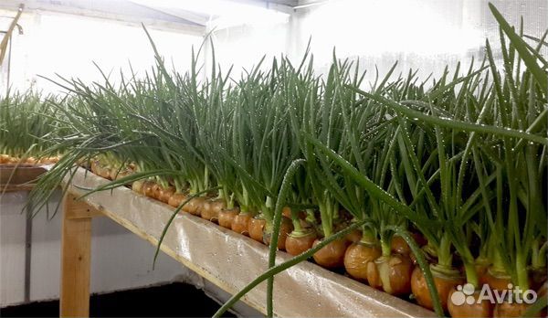 Лук для теплиц на выгонку