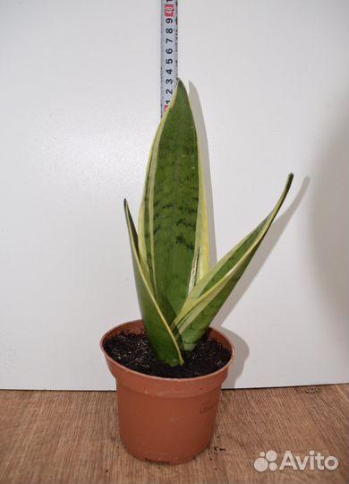 Сансевиерии