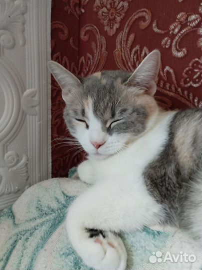 Шотландская вислоухая