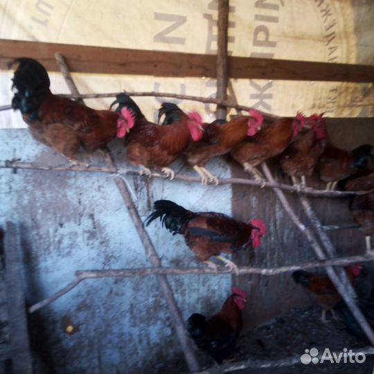 Инкубационное яйцо