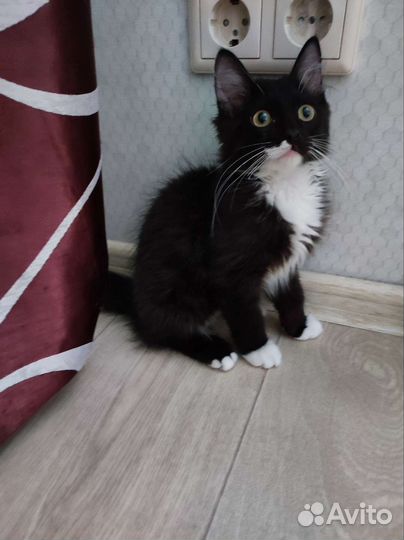 Котик в добрые руки