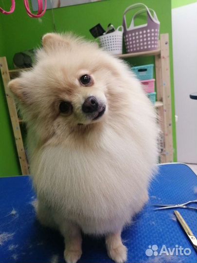 Стрижка собак и кошек