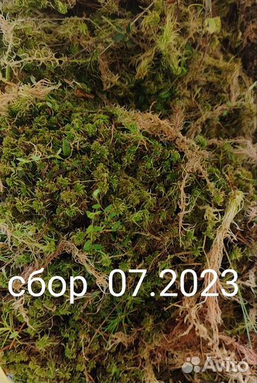 Мох сфагнум для улиток и орхидей, живой