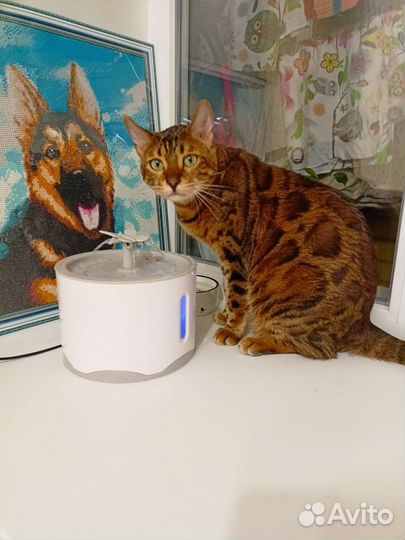 Кошка ищет дом