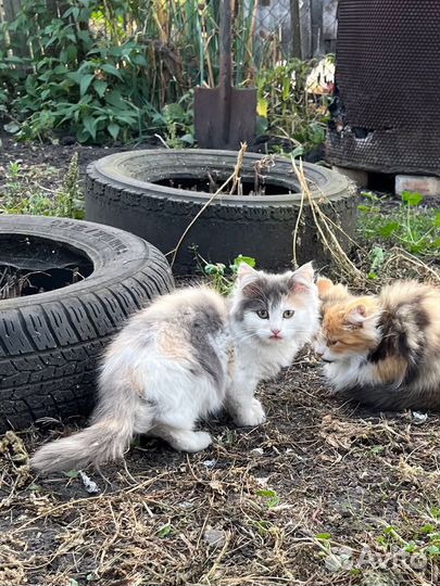 Котенок девочка в добрые руки