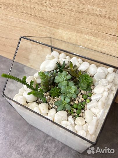 Флорариум/ Подарок/ Цветы/ Букет/Суккуленты/Кактус