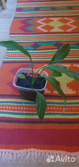 Спатифиллум и антуриум