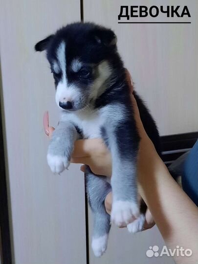 Щенки хаски