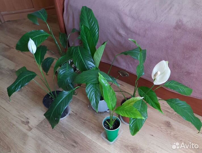 Спатифиллум