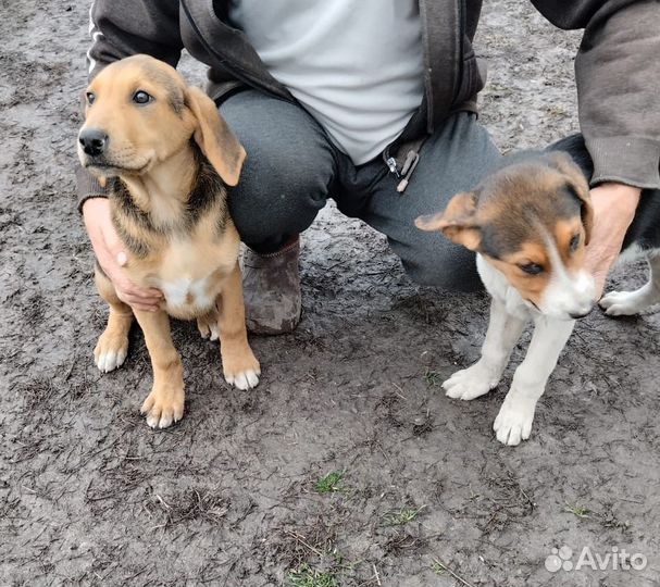Щенки русской гончей