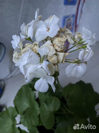 Пеларгония герань