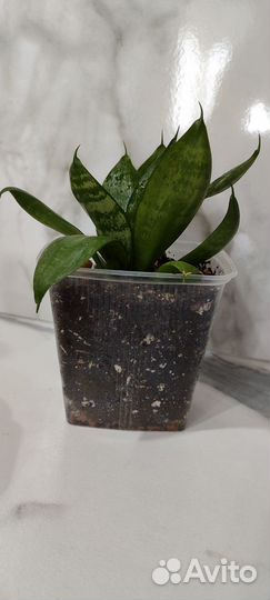 Сансевиерия ханни