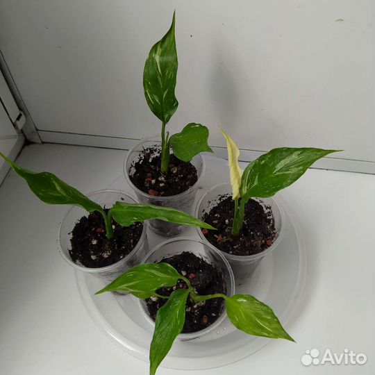 Спатифиллум домино