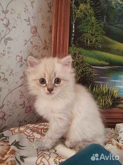Озерская немаскарадная