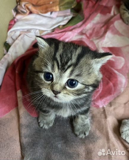 Шотландские котята