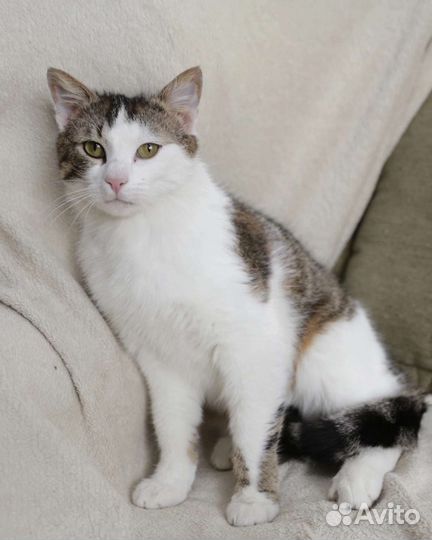 Кот Мурзик в дар