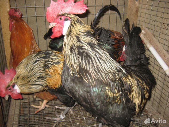 Петухи молодые голошейные, кучинск и мих бресс гал