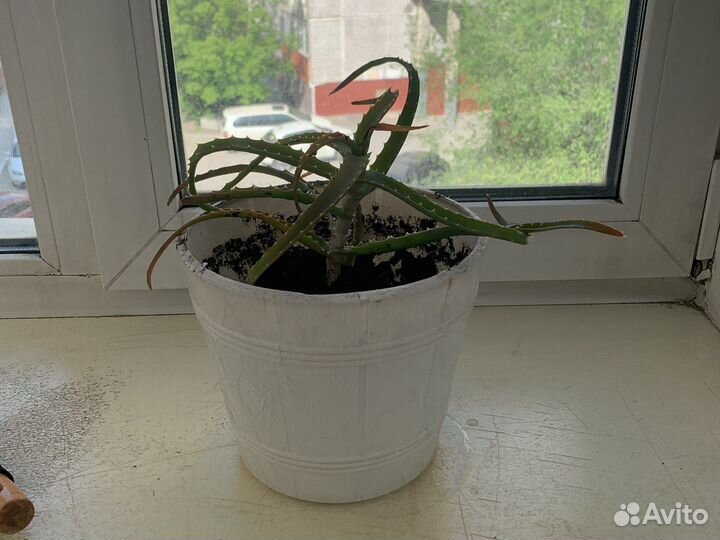 Алоэ лечебный отросток