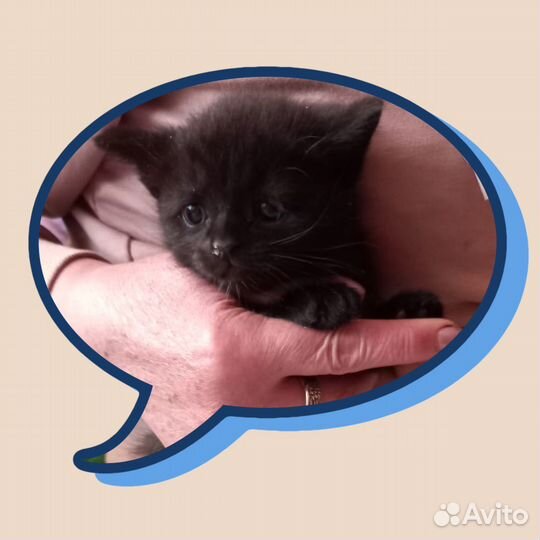 Котята в добрые руки бесплатно