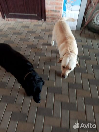 Щенки лабрадора