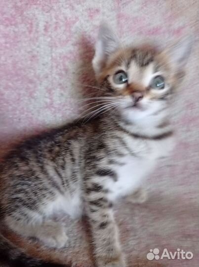 Котенок бенгальсеий